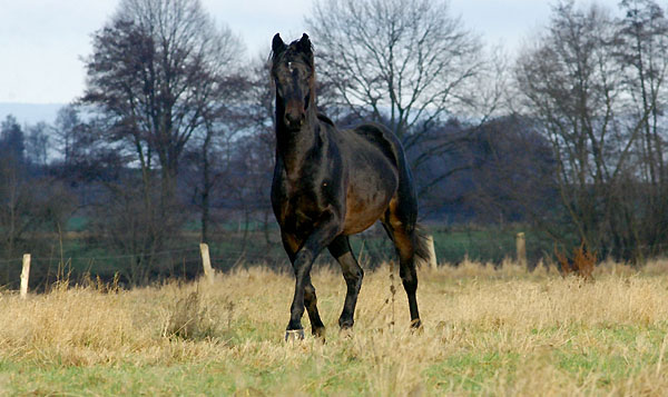 Jhrlingshengst von Summertime u.d. Greta Garbo v. Alter Fritz - im Trakehner Gestt Hmelschenburg