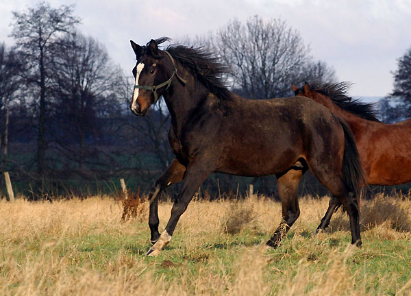 Jhrlingshengst von Kostolany u.d. Elitestute Schwalbenspiel v. Exclusiv