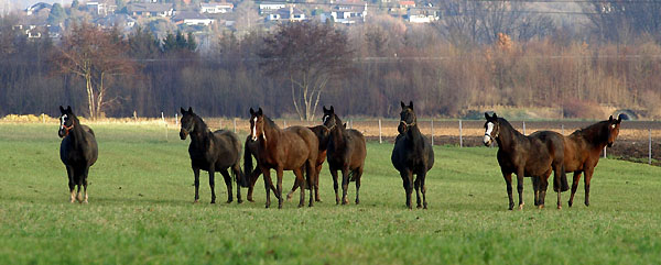 Trakehner Gestt Hmelschenburg