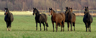 25. Dezbember 2008 im Trakehner Gestt Hmelschenburg