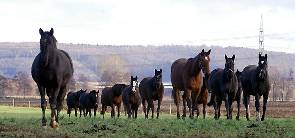 Die Stutenherde im Trakehner Gestt Hmelschenburg