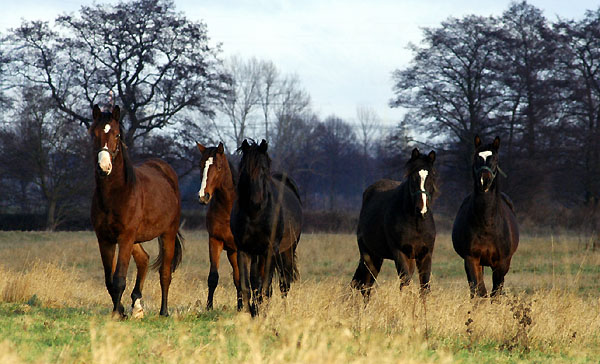 Jhrlingshengste im Trakehner Gestt Hmelschenburg