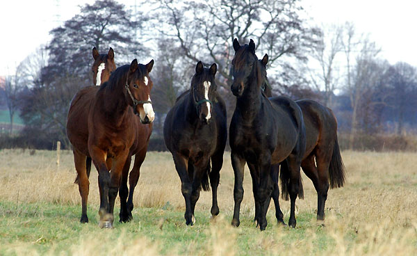 Jhrlingshengste im Trakehner Gestt Hmelschenburg