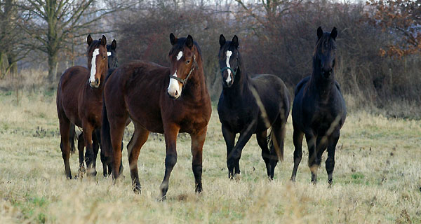 Jhrlingshengste im Trakehner Gestt Hmelschenburg
