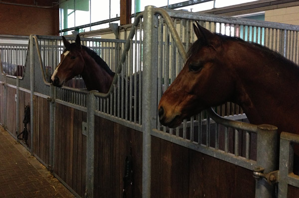 Tour  von Freudenfest u.d. Pr.u.StPrSt. Tavolara v. Exclusiv  - Foto: Beate Langels - Trakehner Gestt Hmelschenburg