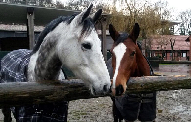 TEATIME von Summertime und KLASSIC BLUE v. Singolo - Foto: Beate Langels - Trakehner Gestt Hmelschenburg