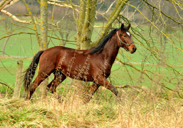 Die Jhrlingshengste - Weihnachten 2015 - aufgestellt im 
Trakehner Gestt Hmelschenburg