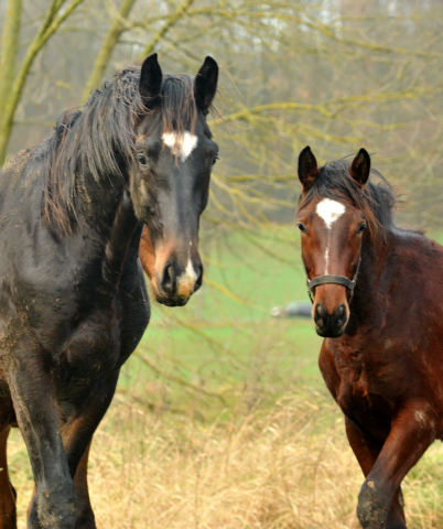 Die Jhrlingshengste - Weihnachten 2015 - aufgestellt im 
Trakehner Gestt Hmelschenburg