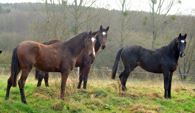 Die Jhrlingshengste - Weihnachten 2015 - aufgestellt im 
Trakehner Gestt Hmelschenburg