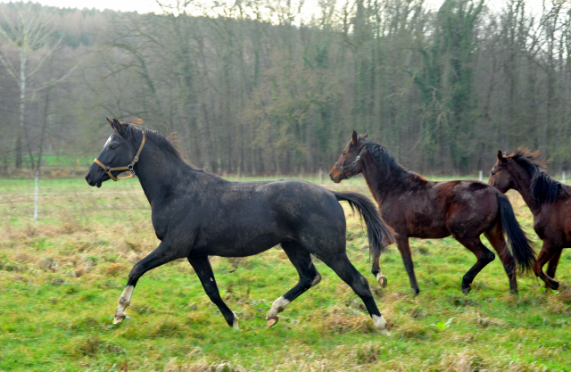 Die Jhrlingshengste - Weihnachten 2015 - aufgestellt im 
Trakehner Gestt Hmelschenburg