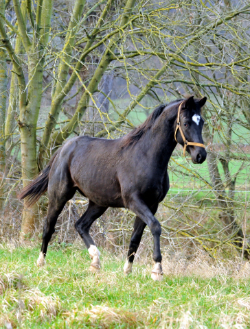 Die Jhrlingshengste - Weihnachten 2015 - aufgestellt im 
Trakehner Gestt Hmelschenburg