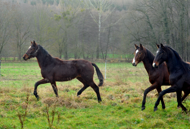 Die Jhrlingshengste - Weihnachten 2015 - aufgestellt im 
Trakehner Gestt Hmelschenburg