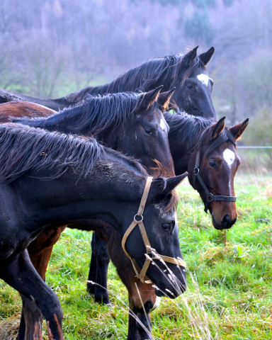 Die Jhrlingshengste - Weihnachten 2015 - aufgestellt im 
Trakehner Gestt Hmelschenburg