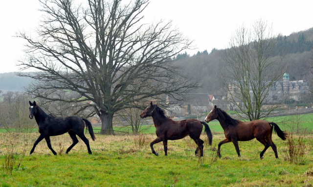 Die Jhrlingshengste - Weihnachten 2015 - aufgestellt im 
Trakehner Gestt Hmelschenburg