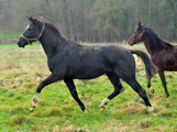 Dezember 2015 in Hmelschenburg  - Fotos Beate Langels- Trakehner Gestt Hmelschenburg