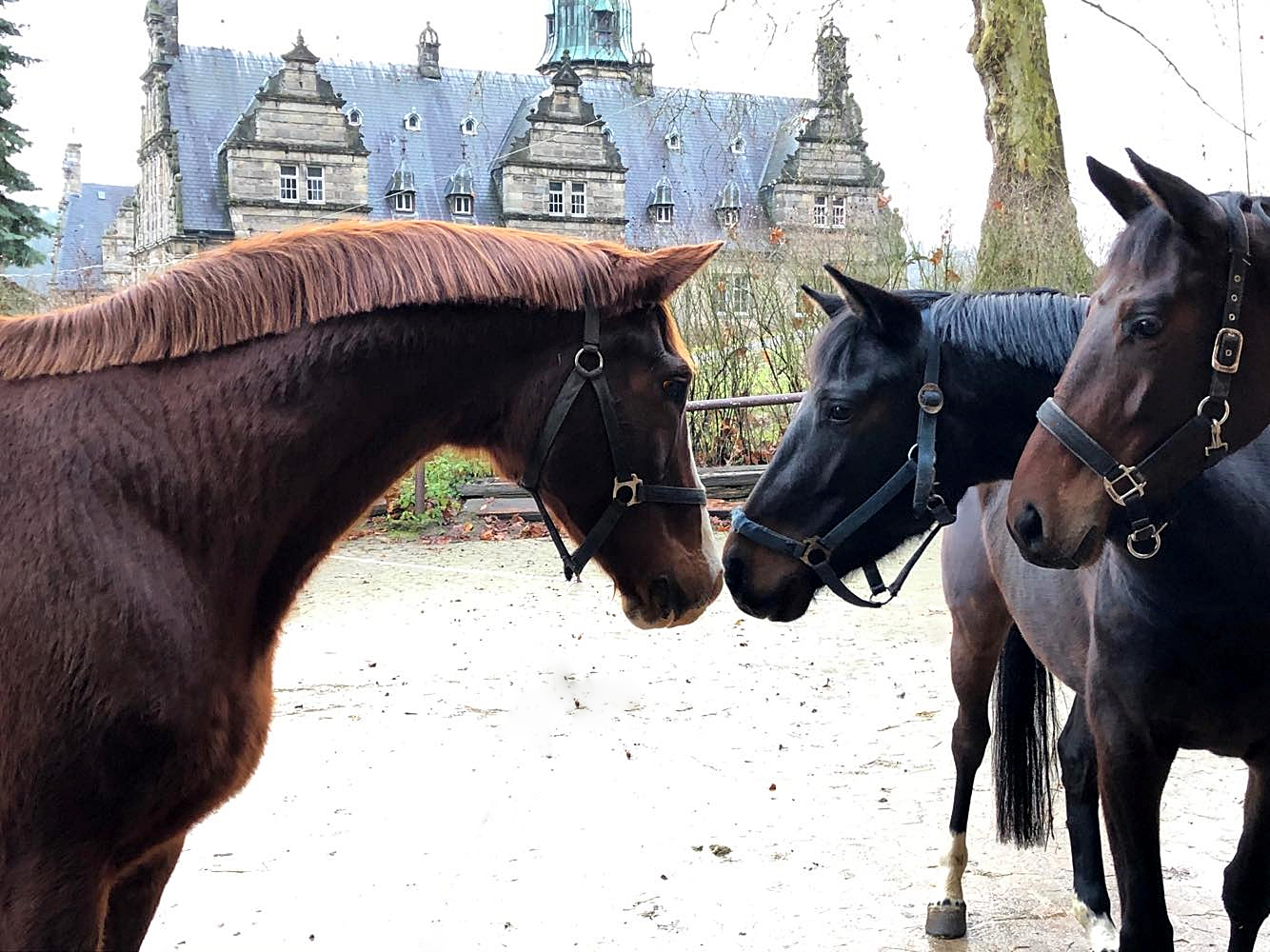 Abschied von Klassic am 1. Weihnachtsfeiertag 2019 - Trakehner Gestt Hmelschenburg - Beate Langels