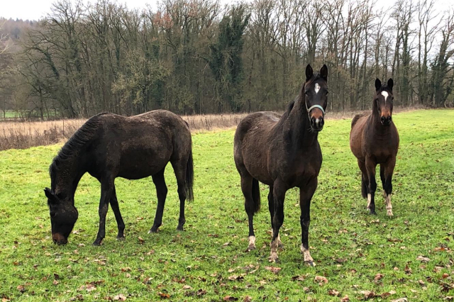 1. Weihnachtsfeiertag 2019 - Trakehner Gestt Hmelschenburg - Beate Langels