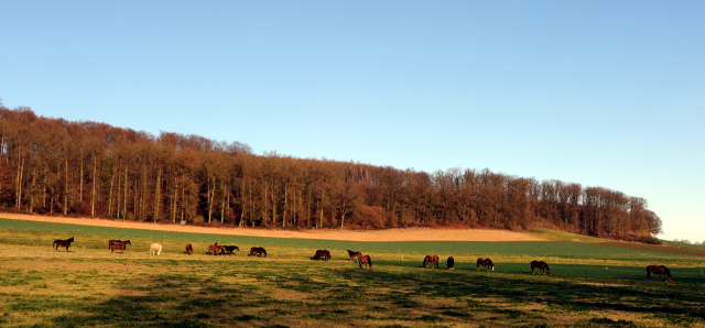 1. Weihnachtsfeiertag in Hmelschenburg 2021  - Foto: Beate Langels - Trakehner Gestt Hmelschenburg