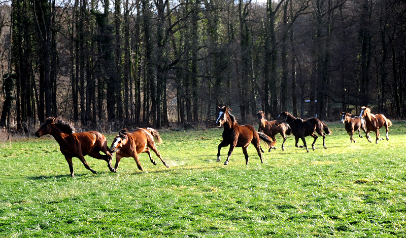 1. Weihnachtsfeiertag in Hmelschenburg 2021  - Foto: Beate Langels - Trakehner Gestt Hmelschenburg