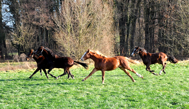 1. Weihnachtsfeiertag in Hmelschenburg 2021  - Foto: Beate Langels - Trakehner Gestt Hmelschenburg