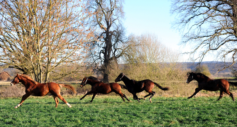 1. Weihnachtsfeiertag in Hmelschenburg 2021  - Foto: Beate Langels - Trakehner Gestt Hmelschenburg