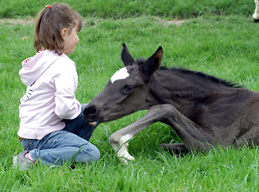 Trakehner Rapphengst von Shavalou u.d. Greta Garbo v. Alter Fritz - Foto: Beate Langels, Gestüt Hämelschenburg