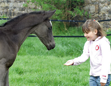 Trakehner Rapphengst von Shavalou u.d. Greta Garbo v. Alter Fritz - Foto: Beate Langels, Gestüt Hämelschenburg