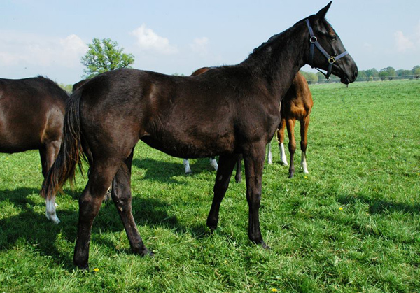 Trakehner Jhrlingsstute von Oliver Twist u.d. Salsa v. Kostolany - 25. April 2014 - Foto: Richard Langels 
- Trakehner Gestt Hmelschenburg