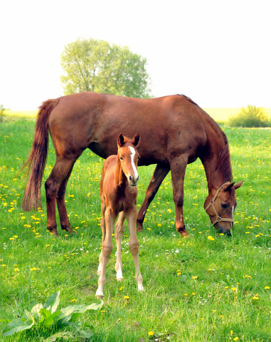 Trakehner Stutfohlen von Freudenfest - Couracius, Foto: Beate Langels