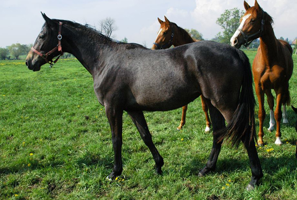 Tea and Sugar von Exclusiv, Foto: Richard Langels, Trakehner Gestt Hmelschenburg