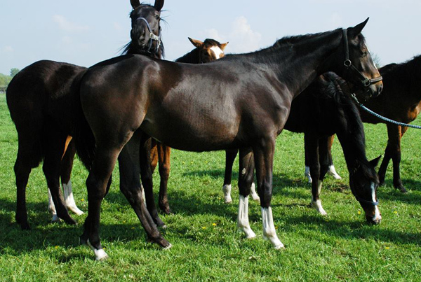 Thirazn von Grand Corazon u.d. Thirica v. Enrico Caruso - Trakehner Gestt Hmelschenburg - Foto Richard Langels