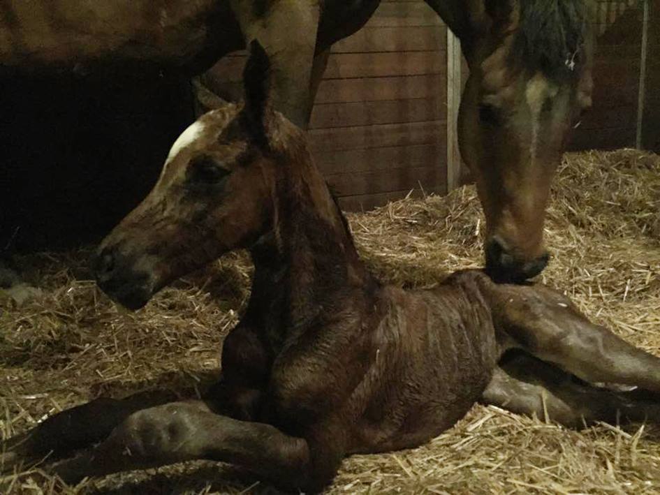 Trakehner Hengstfohlen von Saint Cyr - Friedensfrst, Foto: Luisa Klein