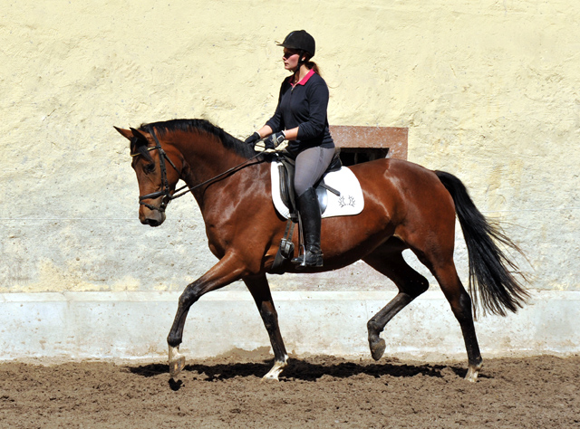 Trakehner Giulietta von Saint Cyr u.d. Prmien- u. Staatsprmienstute Guendalina v. Red Patrick, Gestt Hmelschenburg