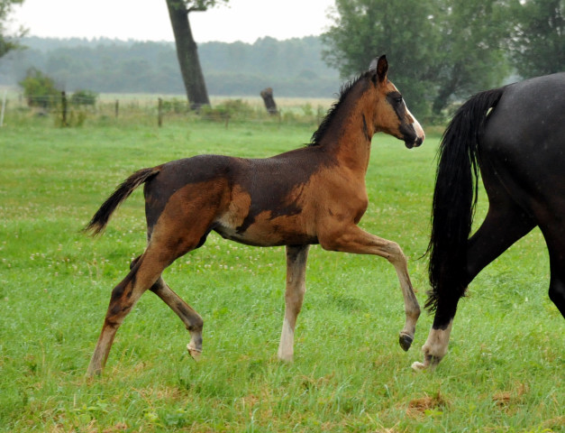 Trakehner Stutfohlen  von Saint Cyr u.d. Pr.u.StPrSt. Grace Note v. Alter Fritz - copyright Beate Langels, Trakehner 
Gestt Hmelschenburg