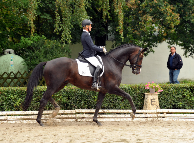 Trakehner Hengst GRAND CORAZON von Symont u.d. Pr.u.StPrSt. Guendalina v. Red Patrick xx Foto: Beate Langels - Trakehner Gestt Hmelschenburg