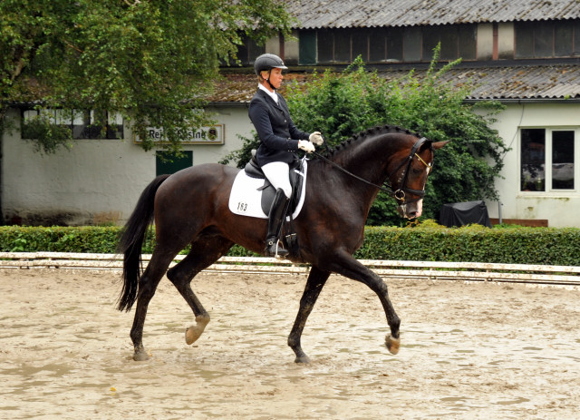 Trakehner Hengst GRAND CORAZON von Symont u.d. Pr.u.StPrSt. Guendalina v. Red Patrick xx Foto: Beate Langels - Trakehner Gestt Hmelschenburg