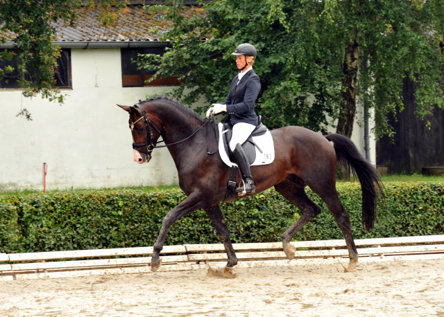 Trakehner Hengst GRAND CORAZON von Symont u.d. Pr.u.StPrSt. Guendalina v. Red Patrick xx Foto: Beate Langels - Trakehner Gestt Hmelschenburg