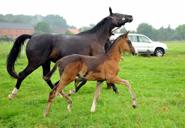 Trakehner Stutfohlen  von Saint Cyr u.d. Pr.u.StPrSt. Grace Note v. Alter Fritz - copyright Beate Langels, Trakehner 
Gestt Hmelschenburg