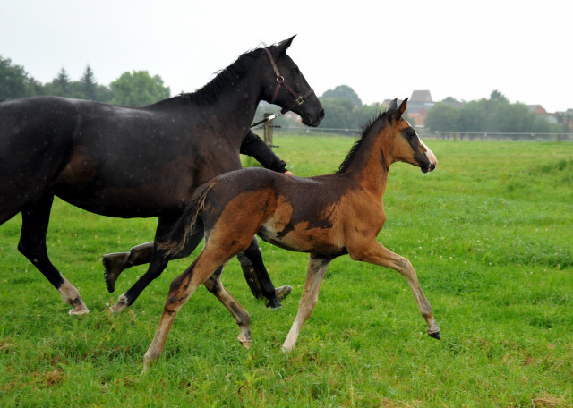Trakehner Stutfohlen  von Saint Cyr u.d. Pr.u.StPrSt. Grace Note v. Alter Fritz - copyright Beate Langels, Trakehner 
Gestt Hmelschenburg