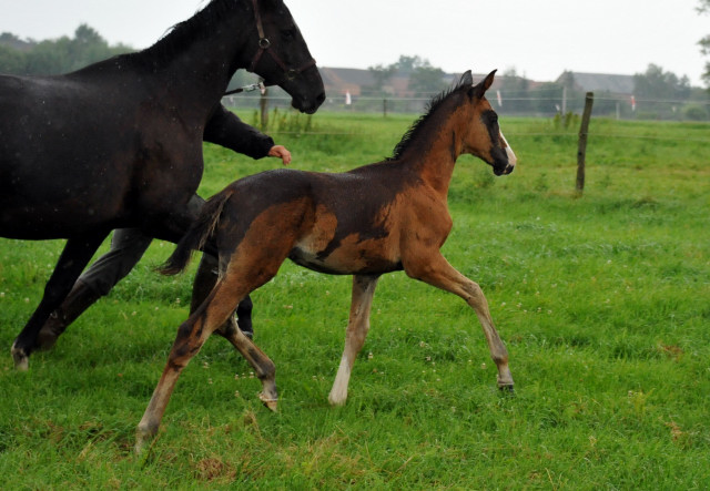 Trakehner Stutfohlen  von Saint Cyr u.d. Pr.u.StPrSt. Grace Note v. Alter Fritz - copyright Beate Langels, Trakehner 
Gestt Hmelschenburg