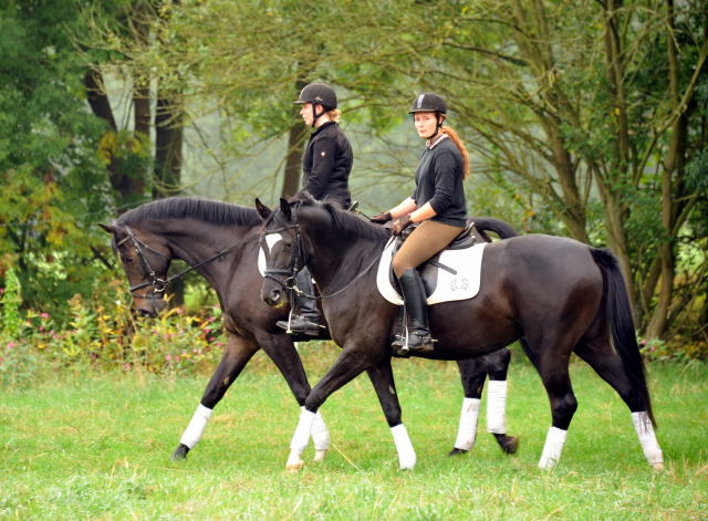 Schwalbensiegel von Kostolany u.d. Pr.,StPr. u. Elitestute Schwalbenspiel v. Exclusiv - Foto: Beate Langels - Zchter: 
Trakehner Gestt Hmelschenburg