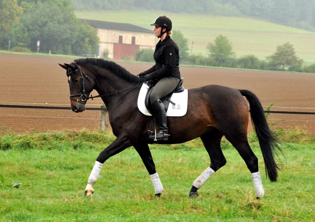 5jhriger Trakehner Wallach von Meraldik u.d. Schwalbenflair v. Exclusiv - Foto: Beate Langels - Trakehner Gestt Hmelschenburg