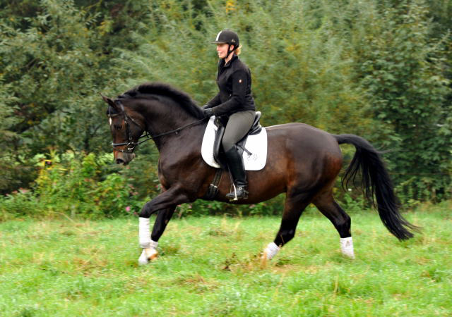 5jhriger Trakehner Wallach von Meraldik u.d. Schwalbenflair v. Exclusiv - Foto: Beate Langels - Trakehner Gestt Hmelschenburg