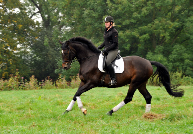 5jhriger Trakehner Wallach von Meraldik u.d. Schwalbenflair v. Exclusiv - Foto: Beate Langels - Trakehner Gestt Hmelschenburg