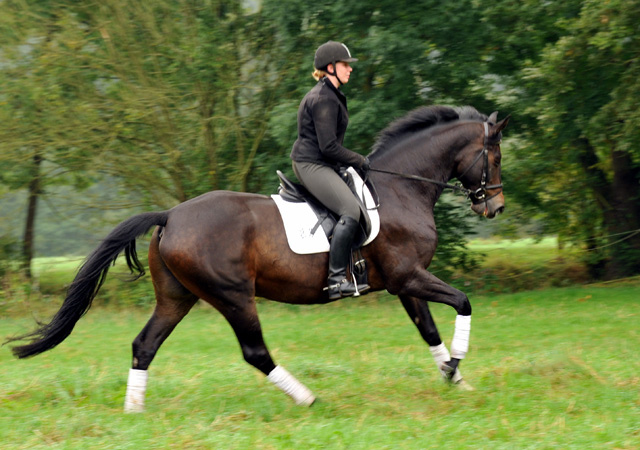 5jhriger Trakehner Wallach von Meraldik u.d. Schwalbenflair v. Exclusiv - Foto: Beate Langels - Trakehner Gestt Hmelschenburg