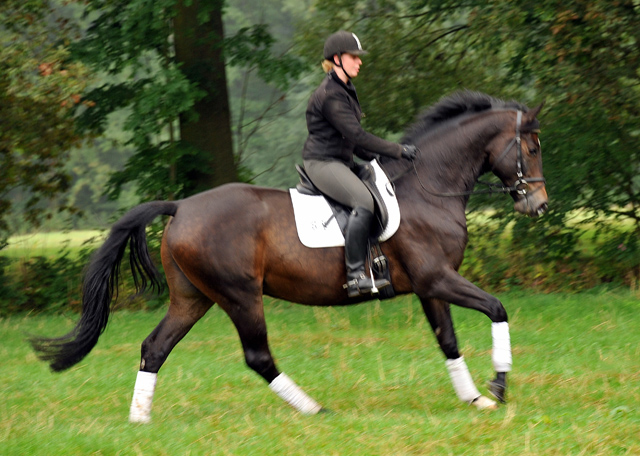 5jhriger Trakehner Wallach von Meraldik u.d. Schwalbenflair v. Exclusiv - Foto: Beate Langels - Trakehner Gestt Hmelschenburg