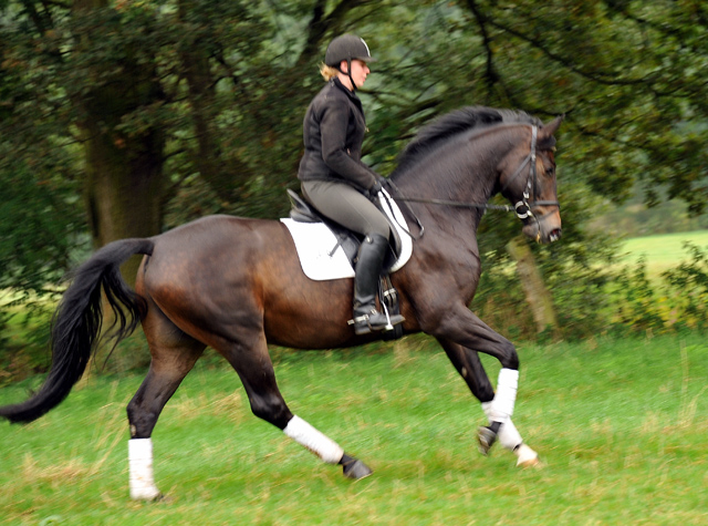 5year old Trakehner by Meraldik out of Schwalbenflair by Exclusiv - Foto: Beate Langels - Trakehner Gestt Hmelschenburg