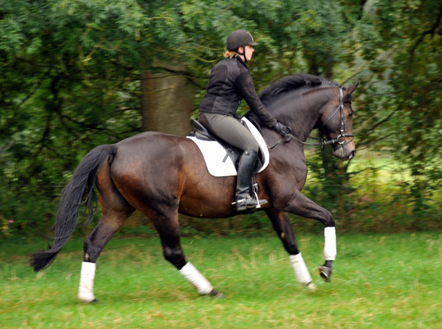 5jhriger Trakehner Wallach von Meraldik u.d. Schwalbenflair v. Exclusiv - Foto: Beate Langels - Trakehner Gestt Hmelschenburg