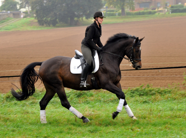 5jhriger Trakehner Wallach von Meraldik u.d. Schwalbenflair v. Exclusiv - Foto: Beate Langels - Trakehner Gestt Hmelschenburg