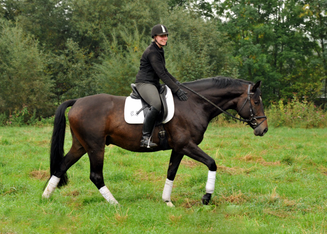 5jhriger Trakehner Wallach von Meraldik u.d. Schwalbenflair v. Exclusiv - Foto: Beate Langels - Trakehner Gestt Hmelschenburg